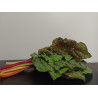 Botte de Blettes couleur* Bio