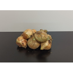 Oigons jaunes* Bio 1kg environ