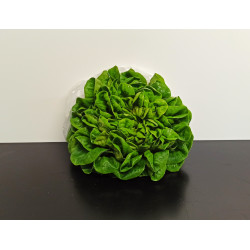 Salade Multi verte Bio