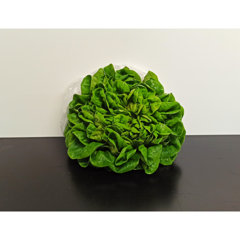 Salade Multi verte Bio