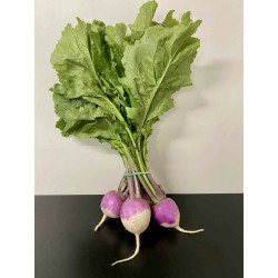 Botte de Navets* Bio nouveaux