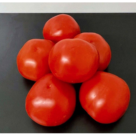 Tomates Rondes 500g environ