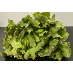 Salade Batavia Rouge