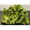 Salade Batavia Rouge