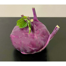 Chou rave rouge Bio 1 pièce