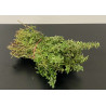 Botte de Thym citron 0.80€