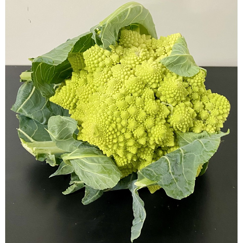Chou romanesco Bio