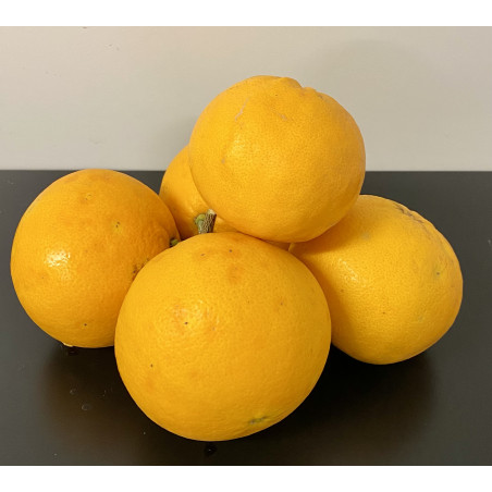 Oranges 500g environ