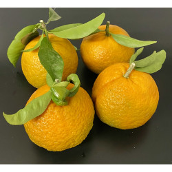 CLEMENTINES 500G