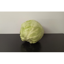 Chou vert lisse Cabu