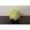 Chou vert lisse Cabu