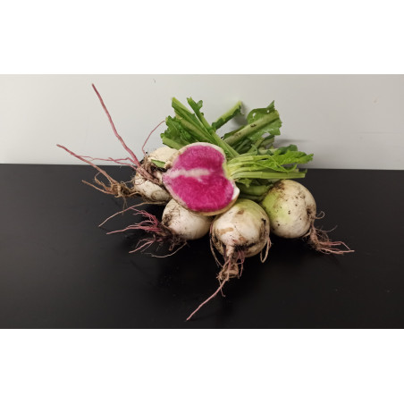 Radis Red Meat 1kg environ