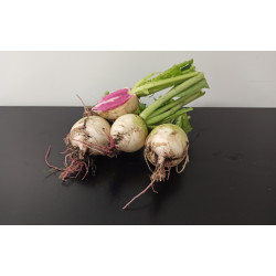 Radis Red Meat 500g environ